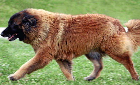 Serra da Estrela dog