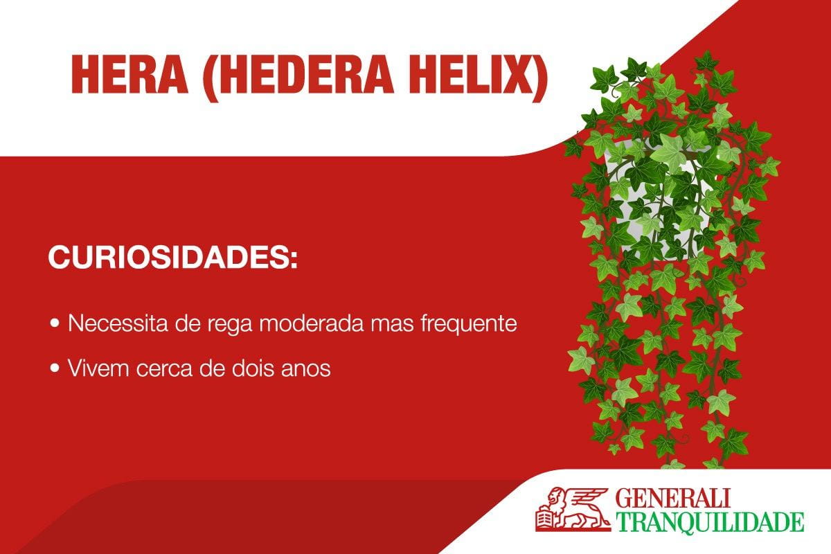 Hera plant infographic
