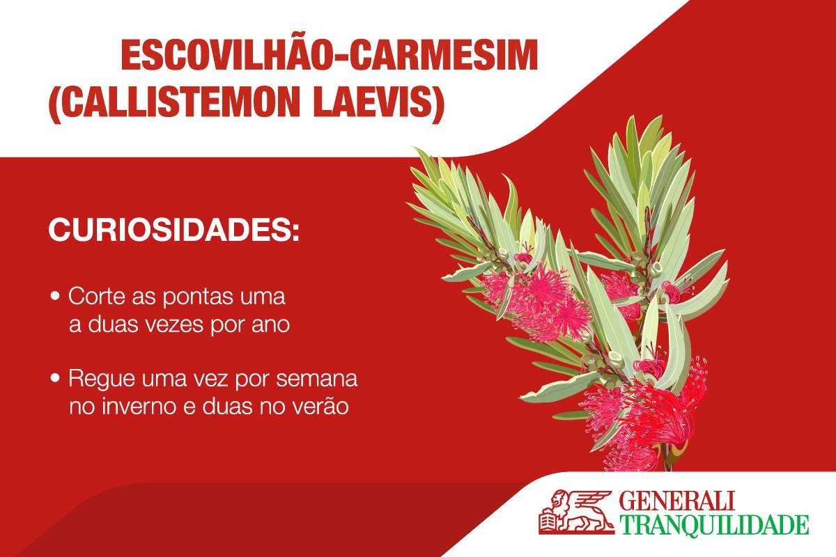 Infographic on the Escovilhão-Carmesim plant