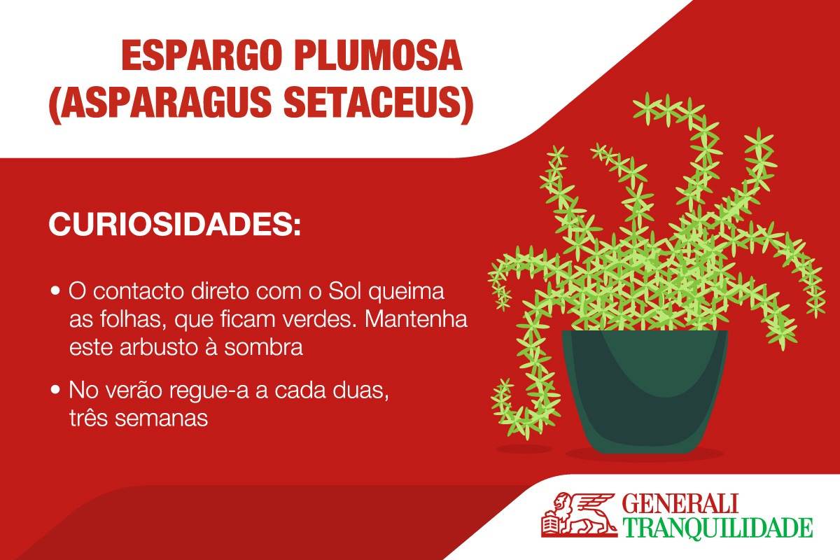 Infographic about Plumosa asparagus plant