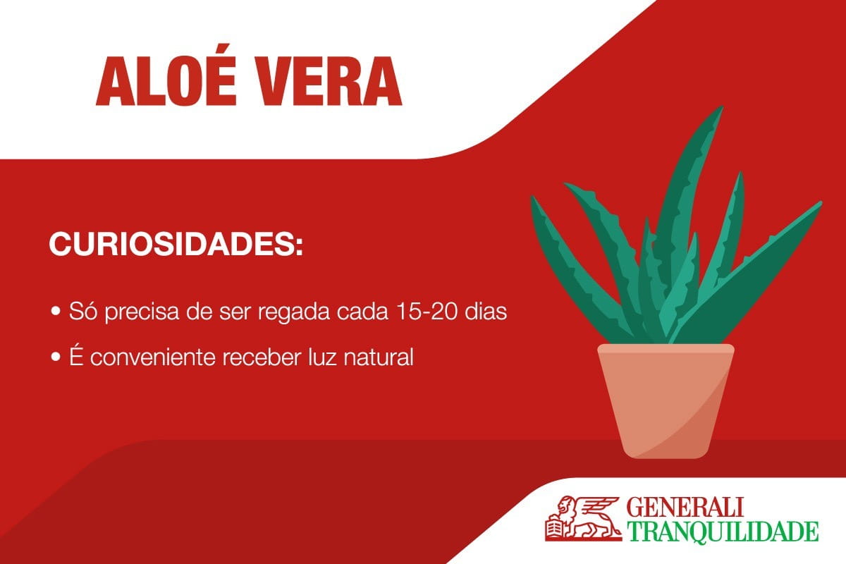 Infographic with Aloe Vera plant