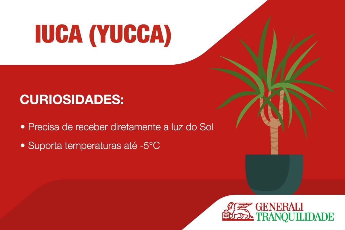 Yucca plant infographic