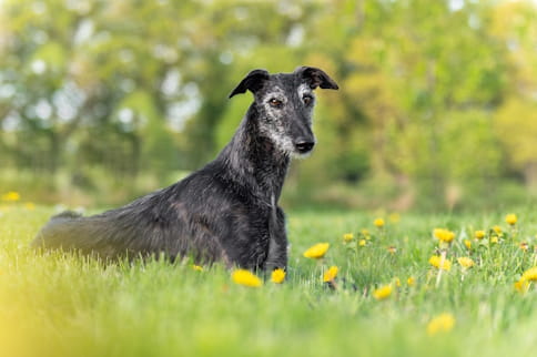 Spanish greyhound walking in the countryside