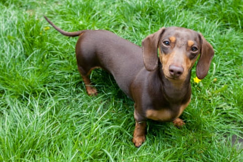 Dachshund by the sea