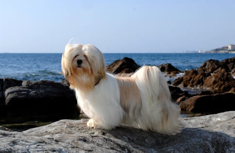 Lhasa apso on a rock by the sea