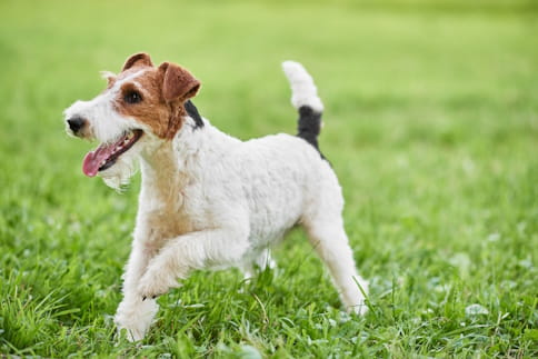 Fox Terrier running on the grass