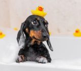 10 dog breeds that shed little hair