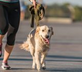 4 Fun Ways to Exercise Your Dog