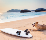 6 dog-friendly beaches to swim with your best friend