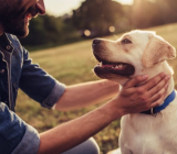 Do you want to adopt a dog? Find out what to consider
