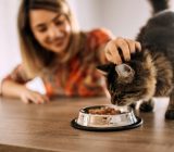 Healthy cat nutrition: find out everything in this guide