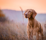 Hunter Card: how to obtain and renew it